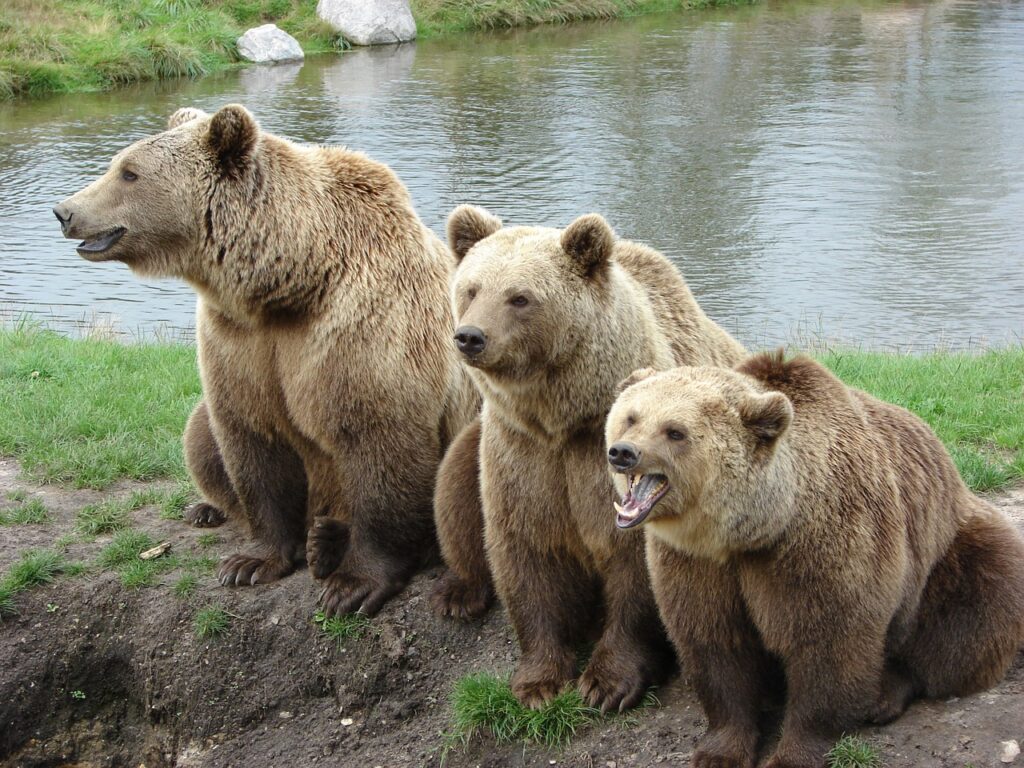 bear, nature park, denmark