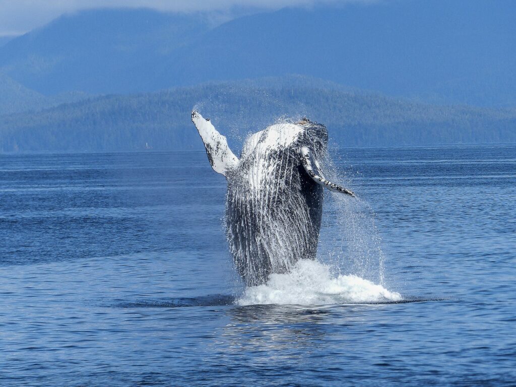 humpback whale, natural spectacle, nature