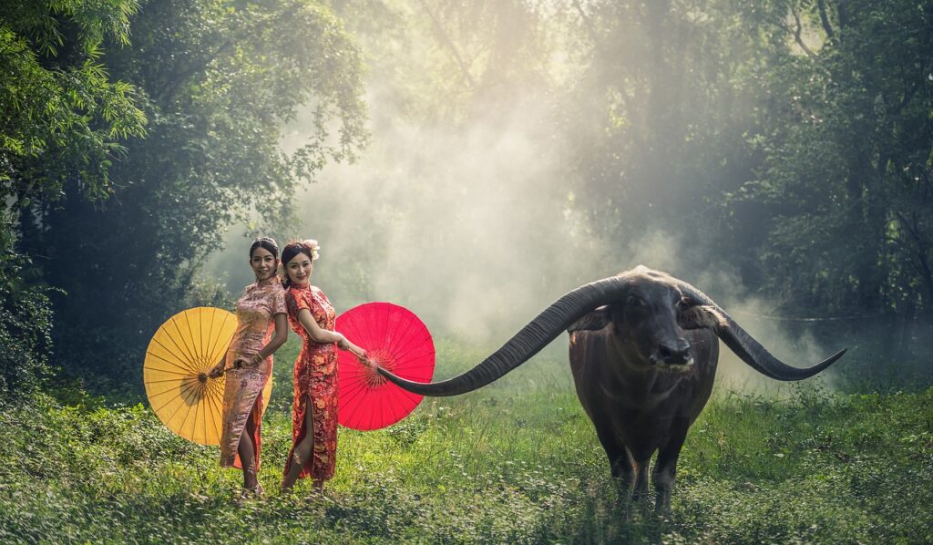 lady, buffalo, asia