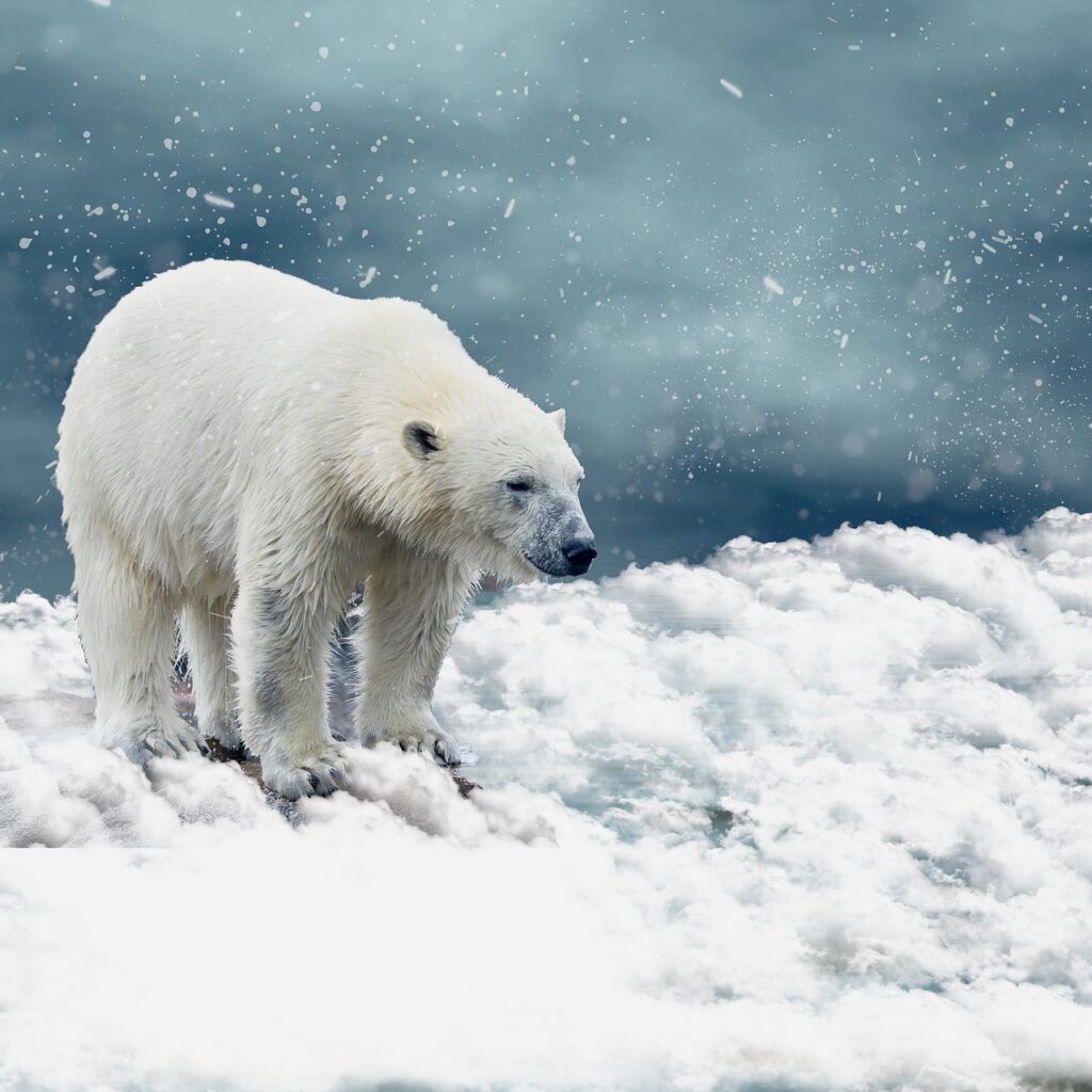 polar bear, snow, predator
