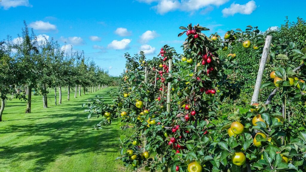 apple, tree, garden