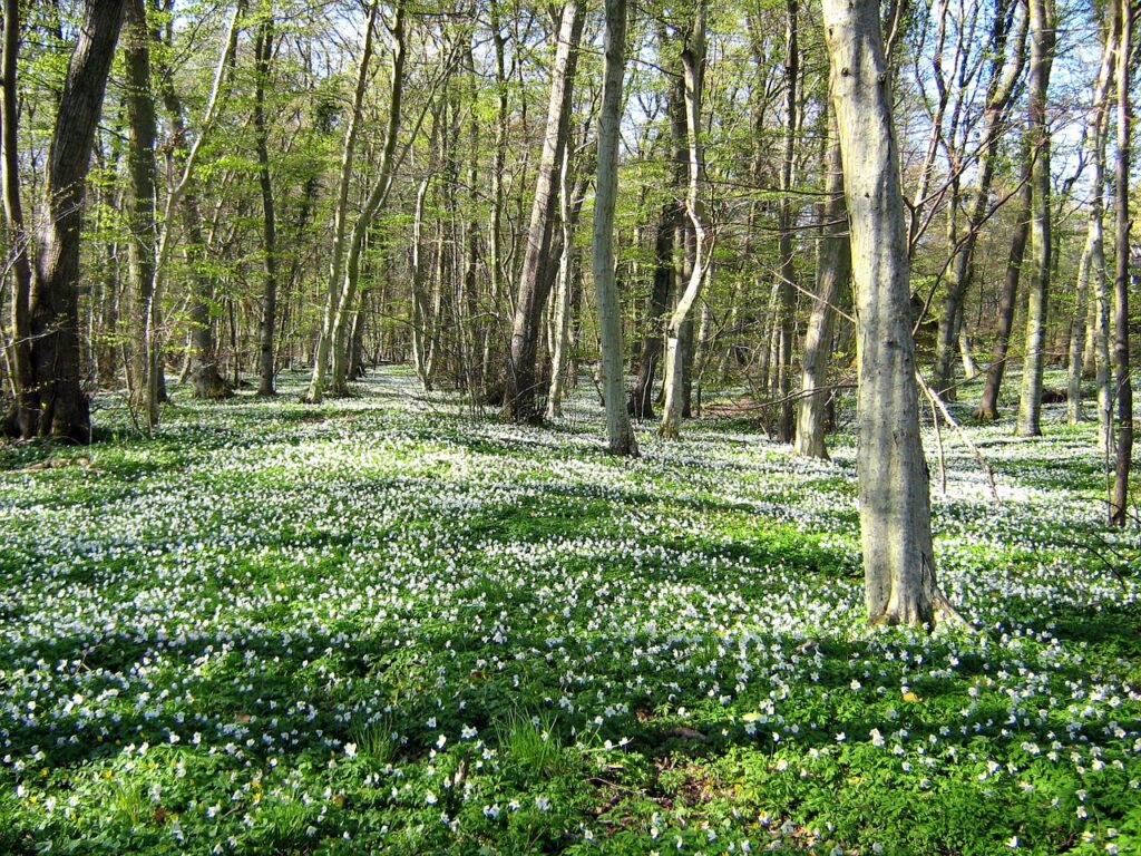 denmark, landscape, forest