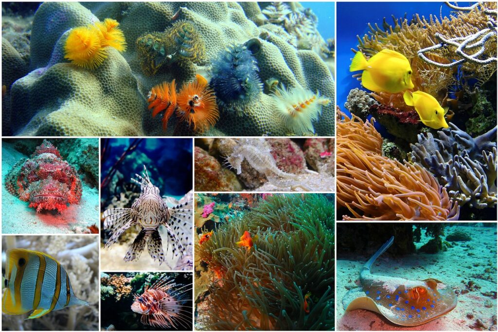 fish collage, photo collage, underwater
