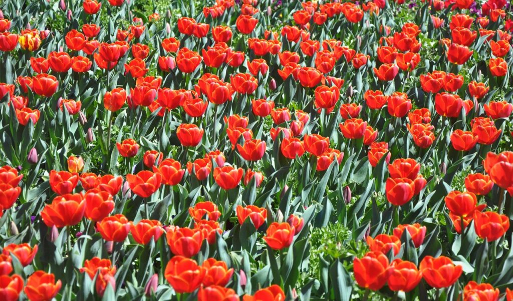 flower, tulip, red