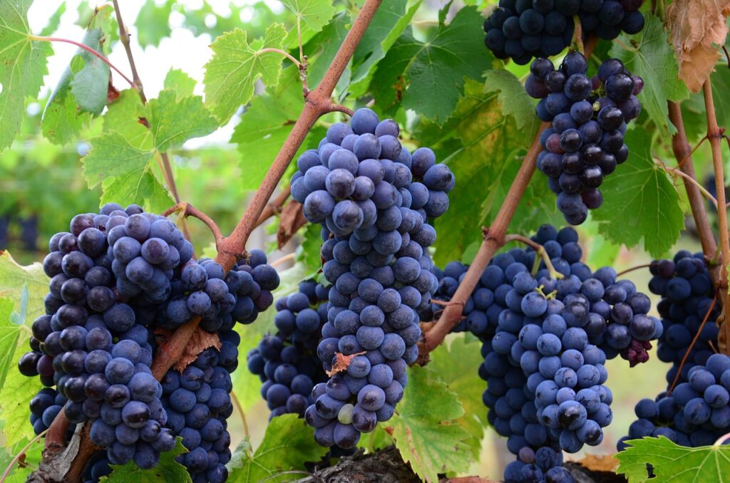 italy, vineyard grapes, wine