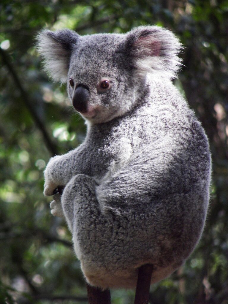 koala, australia, koala bear