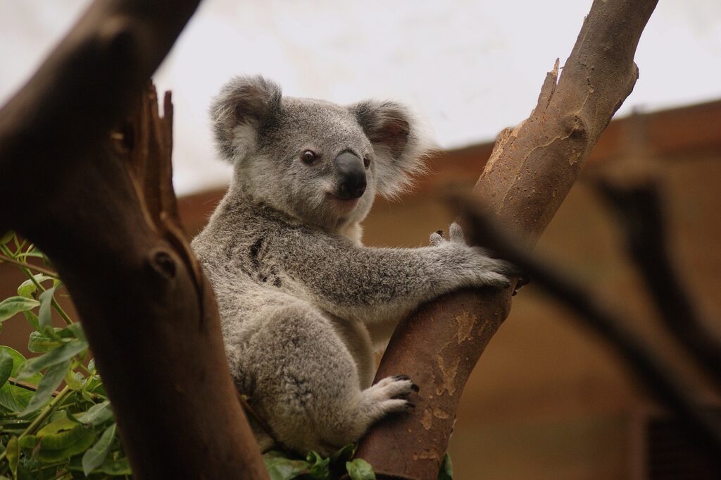 koala, mammals, wildlife