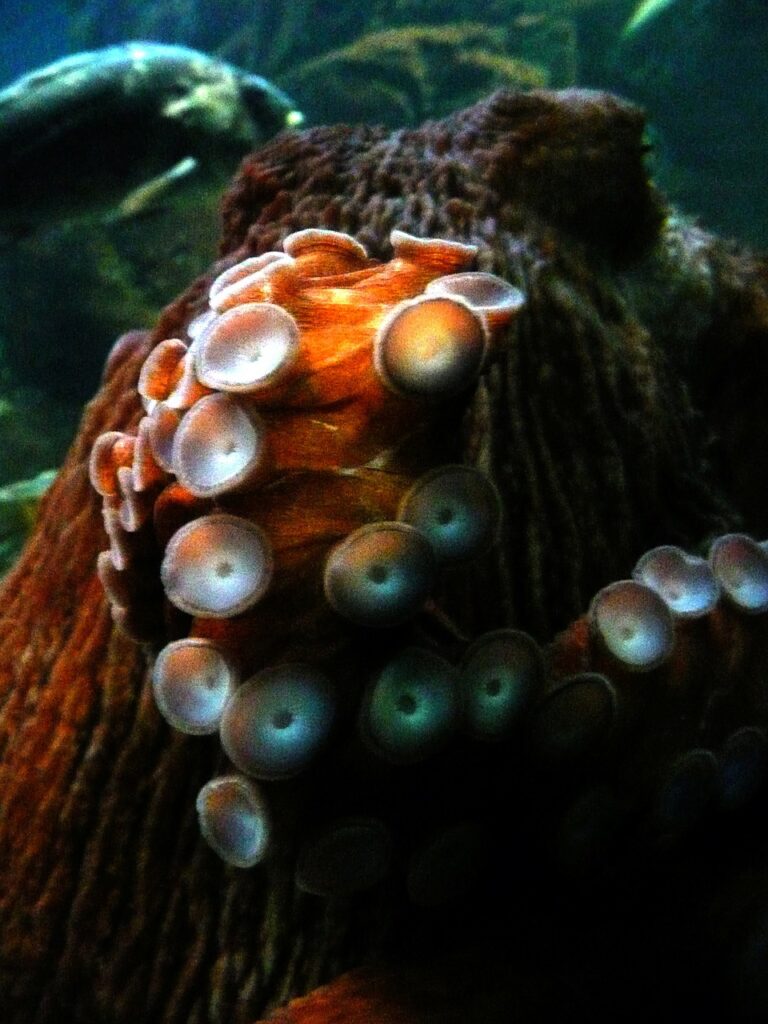 octopus, marine, organism
