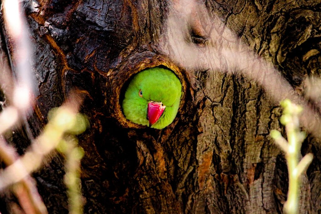 parrot, parrot nest, nest