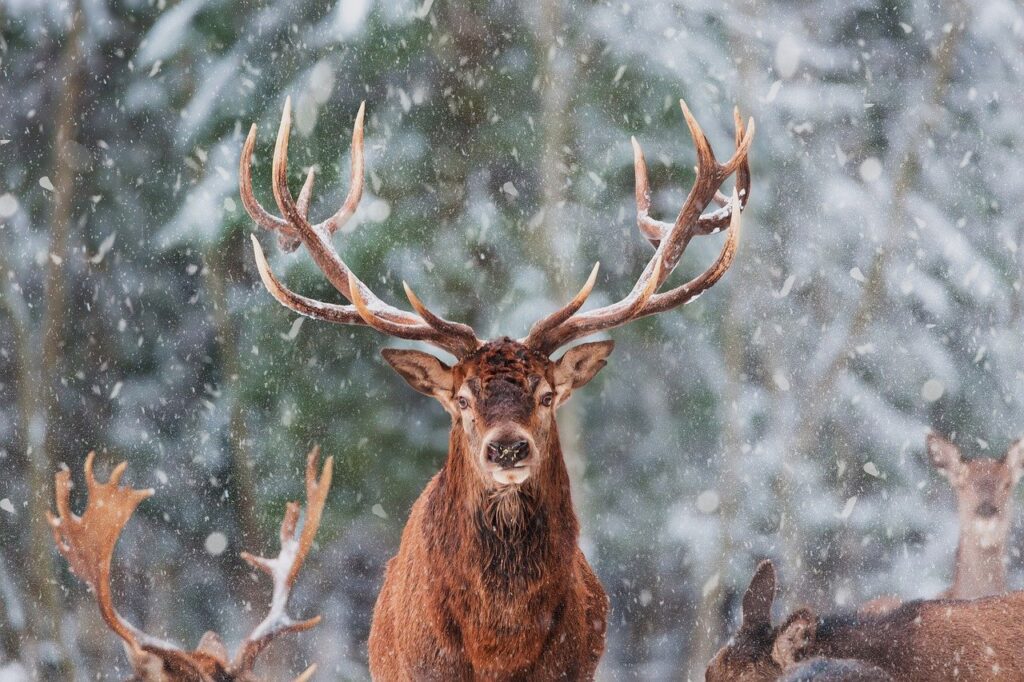 reindeer, elk, deer