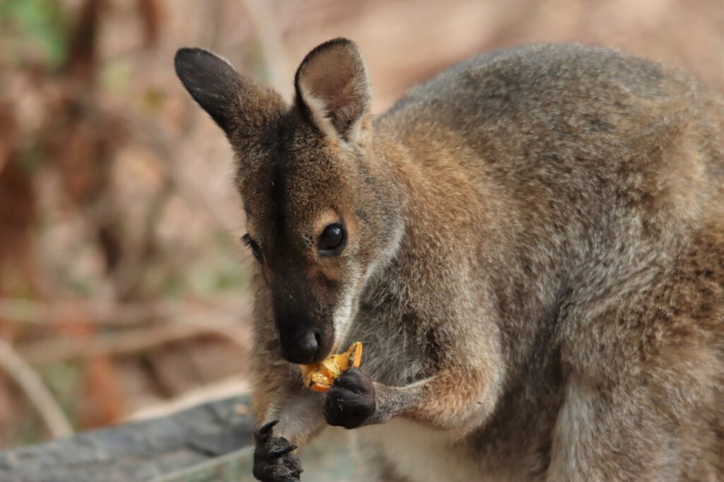 rock wallaby, eating, orange