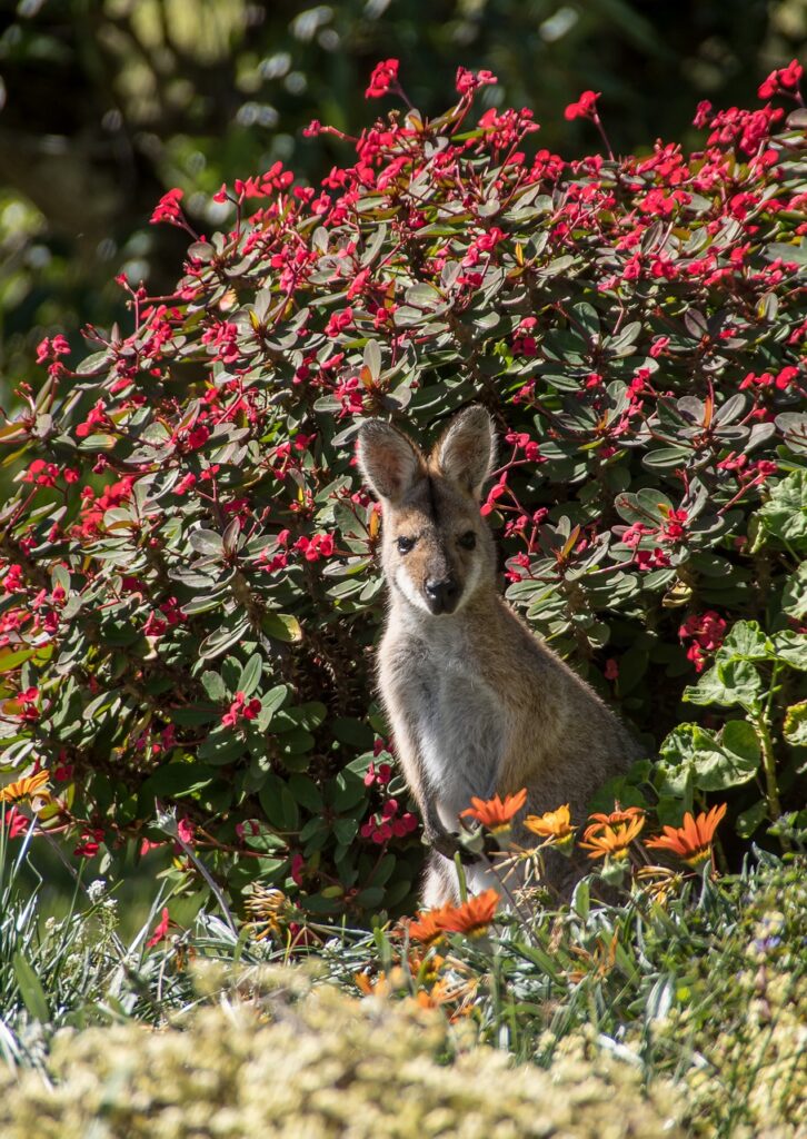 wallaby, young, rednecked wallaby