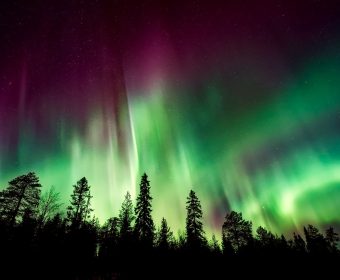 aurora borealis, northern lights, forest