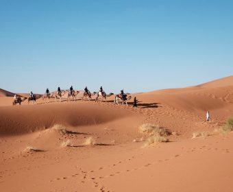 desert, camels, travel