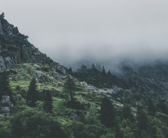 green-leafed-trees-during-fog-time-167684.jpg