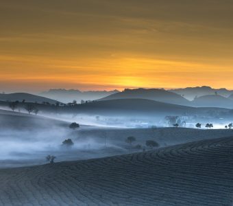 tea plantation, landscape, vietnam